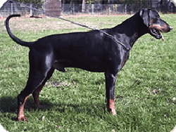 arcon_st000_2