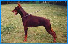 avanti2elern