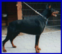 dago1