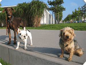 chappi_und_oemes__23_