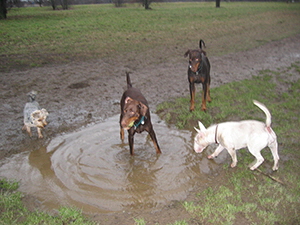 hundewiese (25)