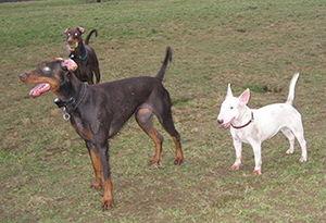 hundewiese (4)