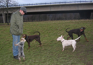 hundewiese (8)