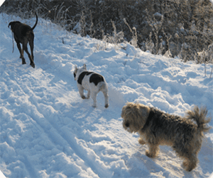 schnee_07_01_2009__126_