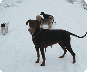 schnee_07_01_2009__12_