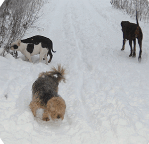 schnee_07_01_2009__2_