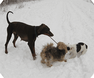 schnee_07_01_2009__75_
