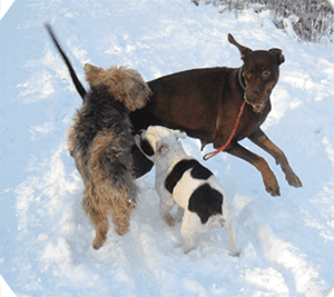 schnee_07_01_2009__98_