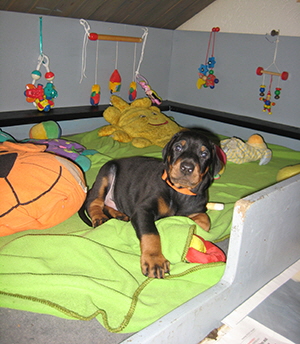 5woche a (40)