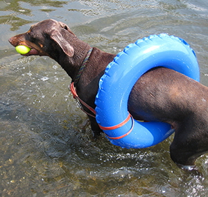 IMG_8497oemes schwimm (3)