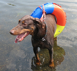 IMG_8497oemes schwimm (6)