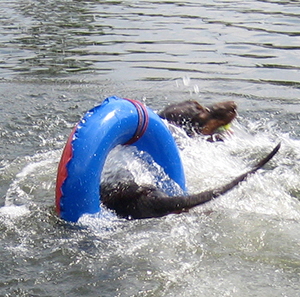 IMG_8497oemes schwimm (9)