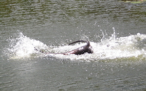 oemes terror schwimm (39)