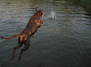 schwimm 26,06,08 (17)