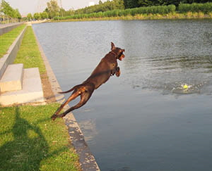 schwimm 26,06,08 (8)