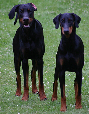 wally und vegas (6)