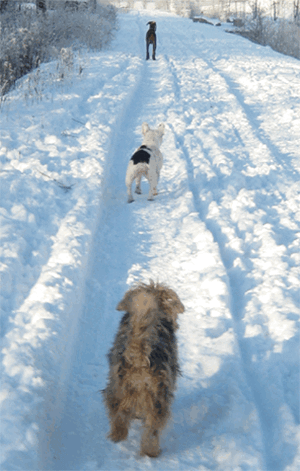 schnee_07_01_2009__107_