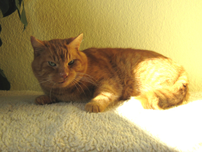 IMG_4830tiger