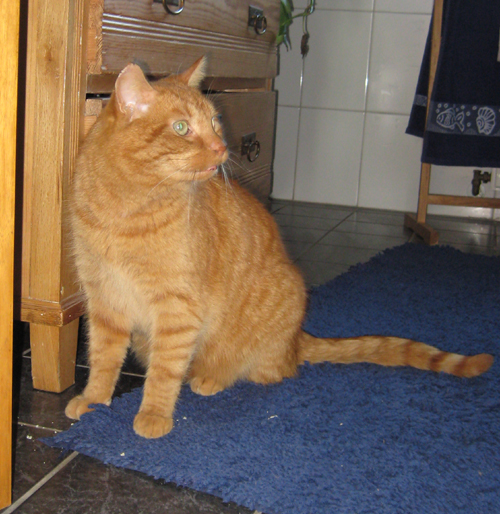 IMG_4830tiger__3_