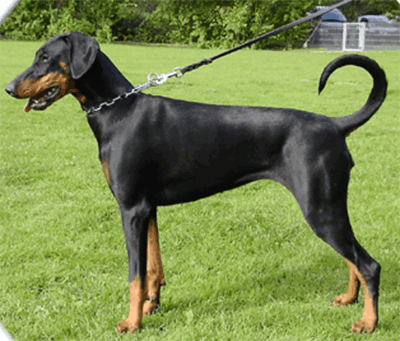 Hundeplatz_15_09_07__8_