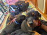 IMG-20250219-WA0006