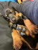 IMG-20250219-WA0010