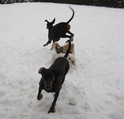 haus_januar_2011__66_