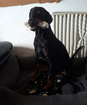 Herunterladen